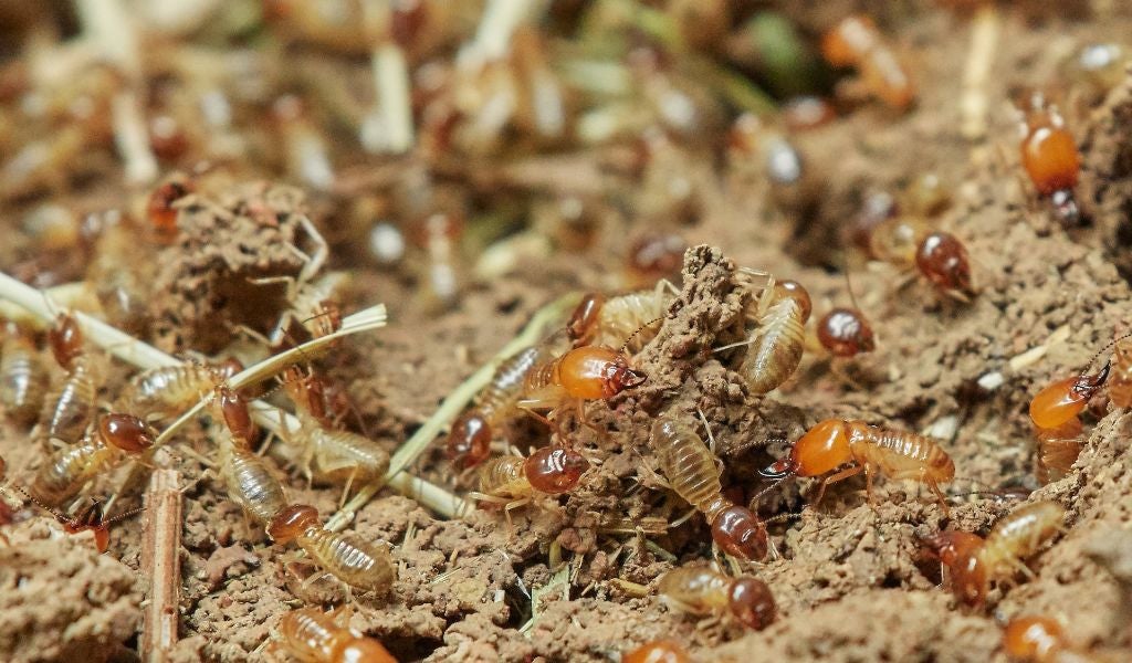 termitas insectos comestibles