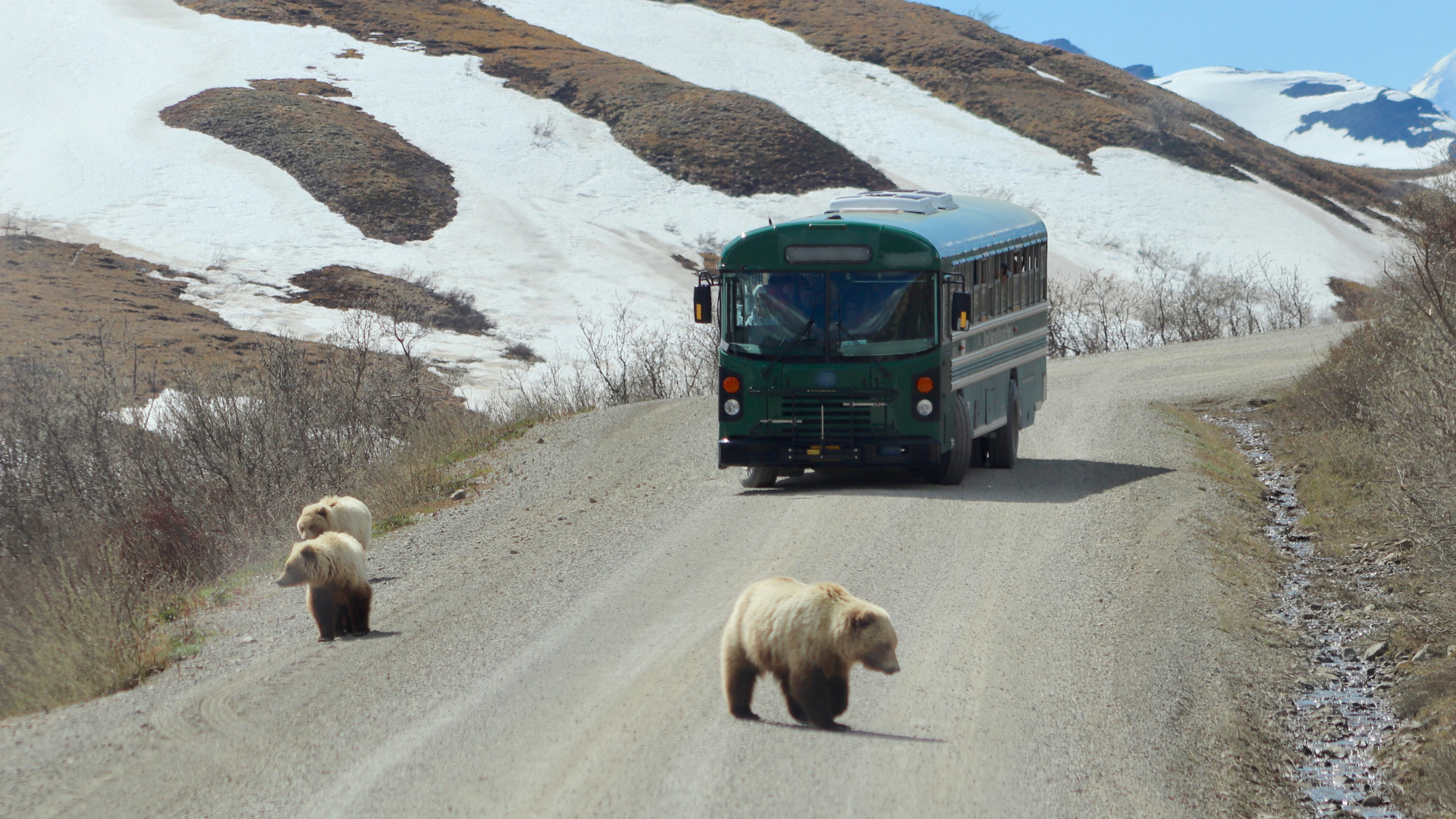 Una madre oso grizzly y dos de sus cachorros vagan por la carretera frente a un autobús turístico que regresa del Centro de Visitantes en el Parque Nacional Denali, Alaska