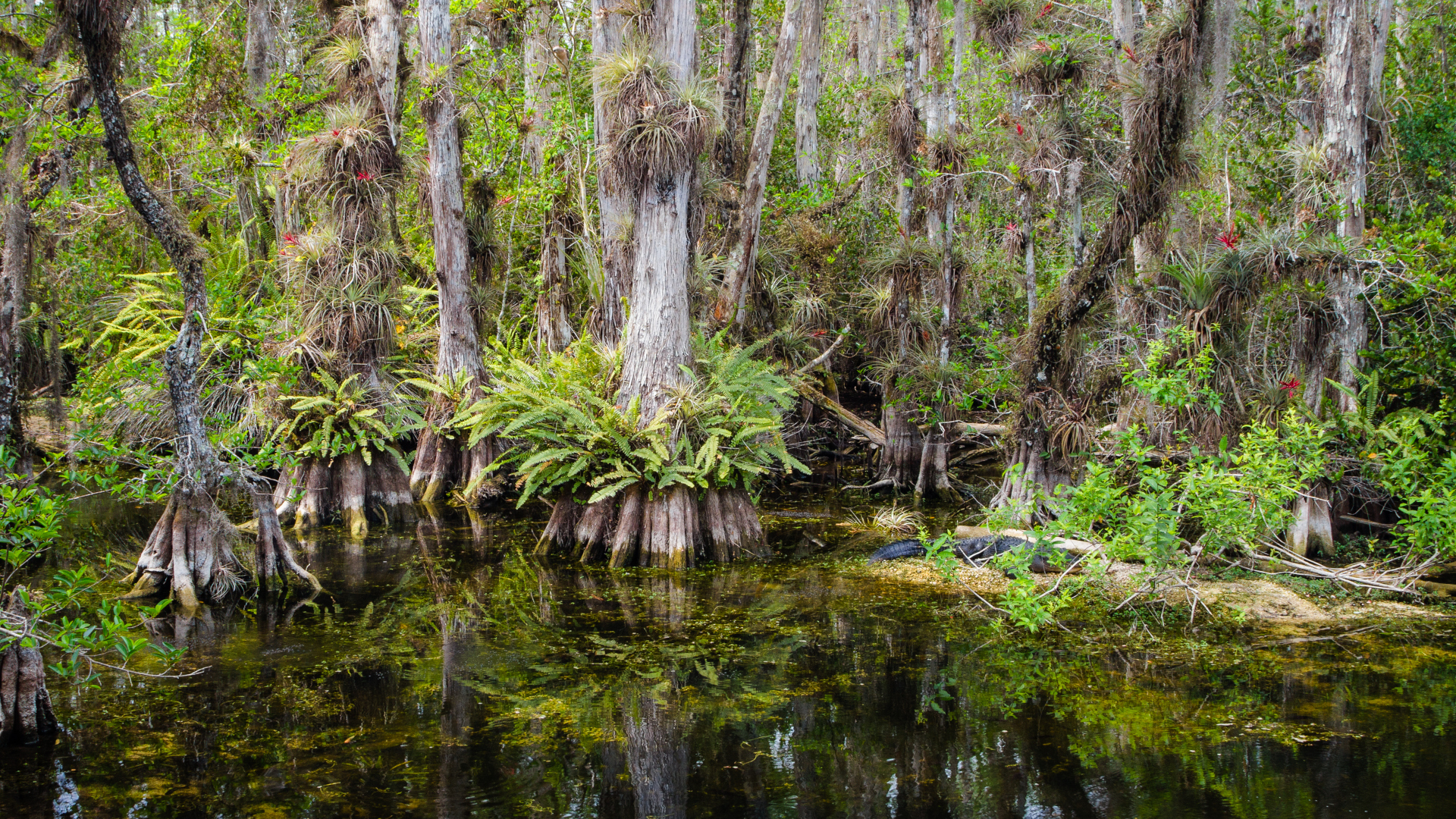 El paisaje de pantanos de manglares tropicales de Florida