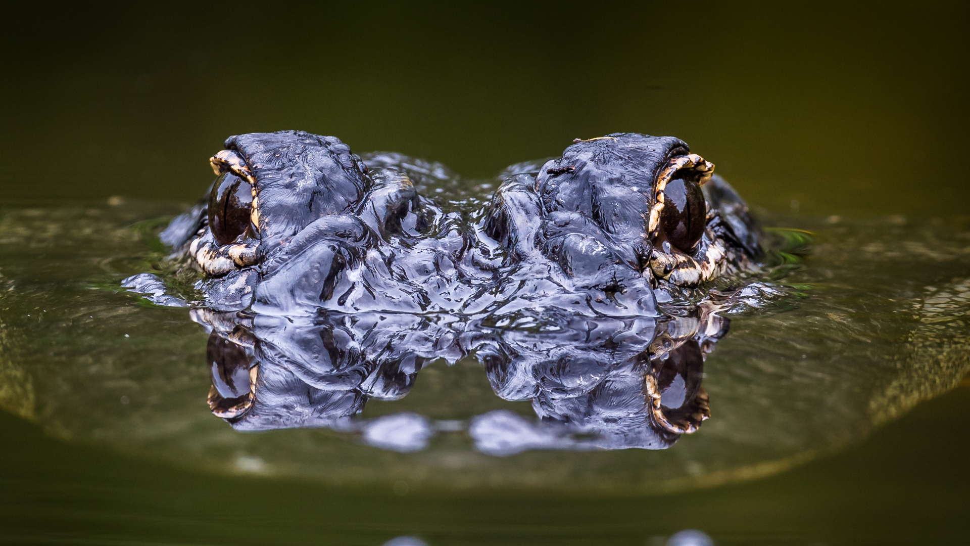 Los ojos de un caimán asomándose fuera del agua