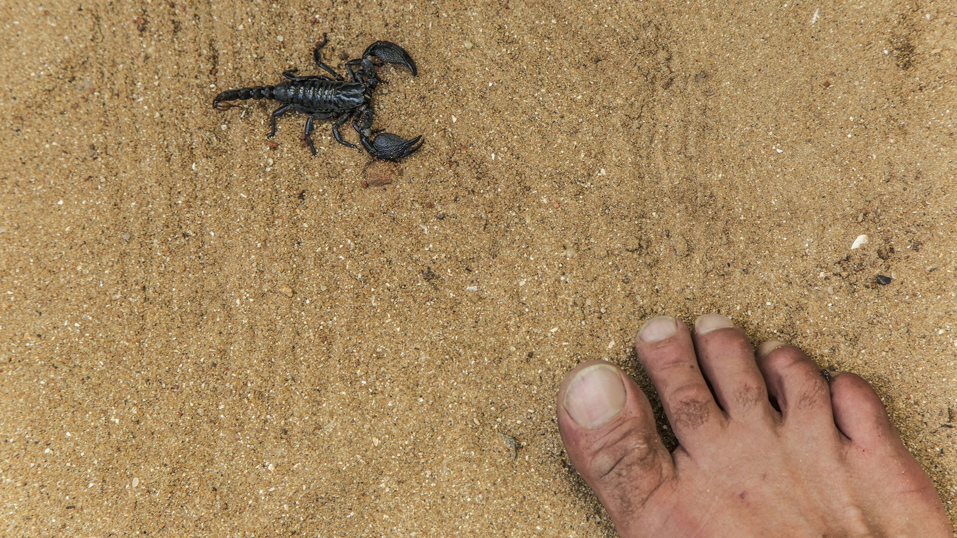 Un escorpión en la arena cerca del pie descalzo de un excursionista