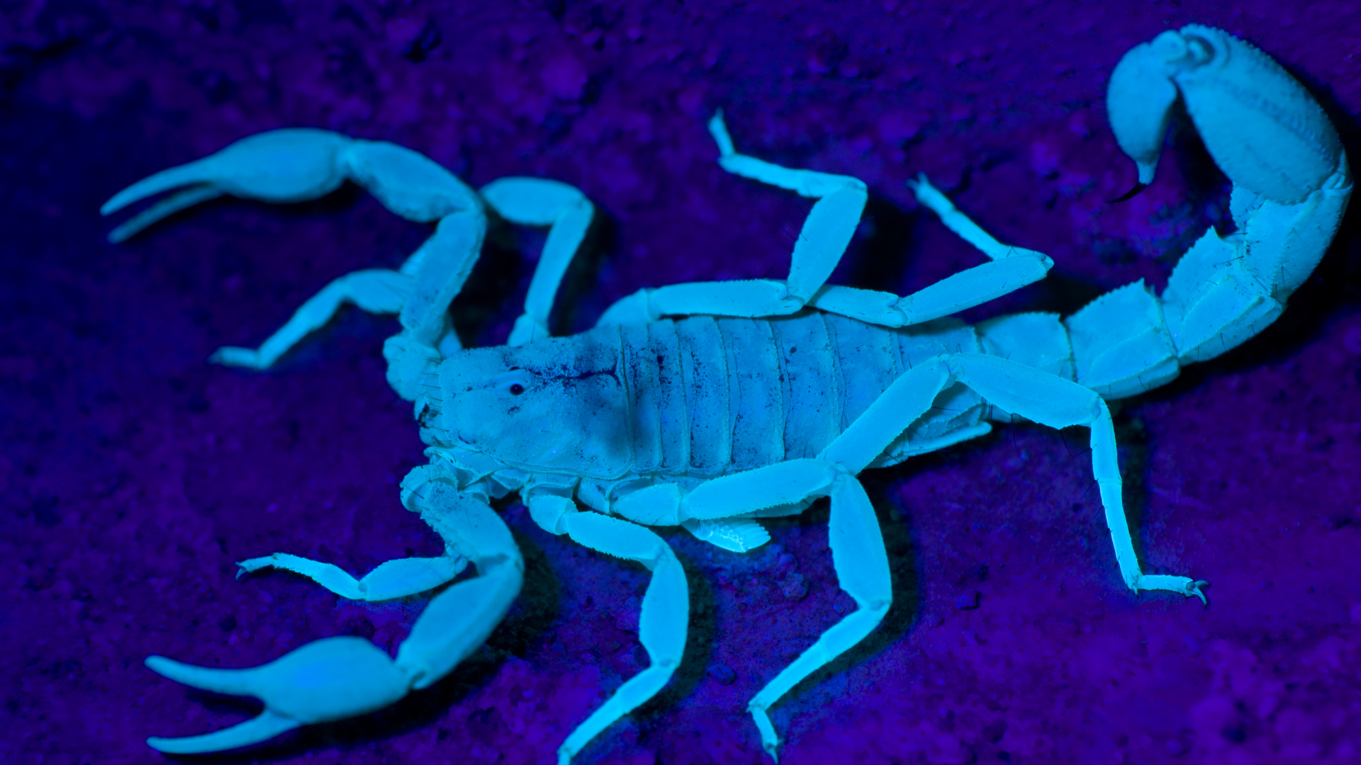 Un escorpión brillando bajo una luz ultravioleta
