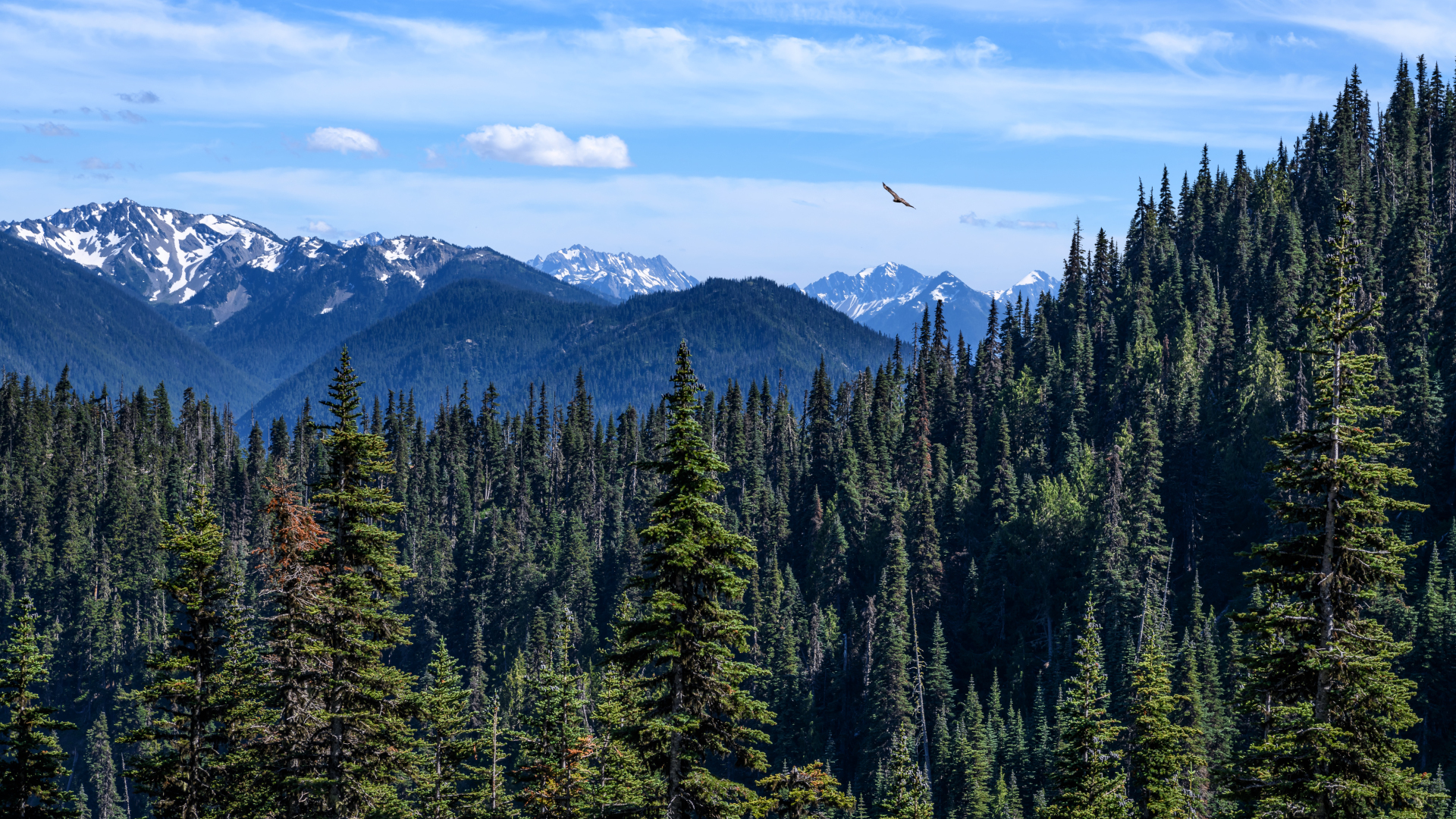Las montañas del Parque Nacional Olympic en el fondo con bosques de pinos en primer plano
