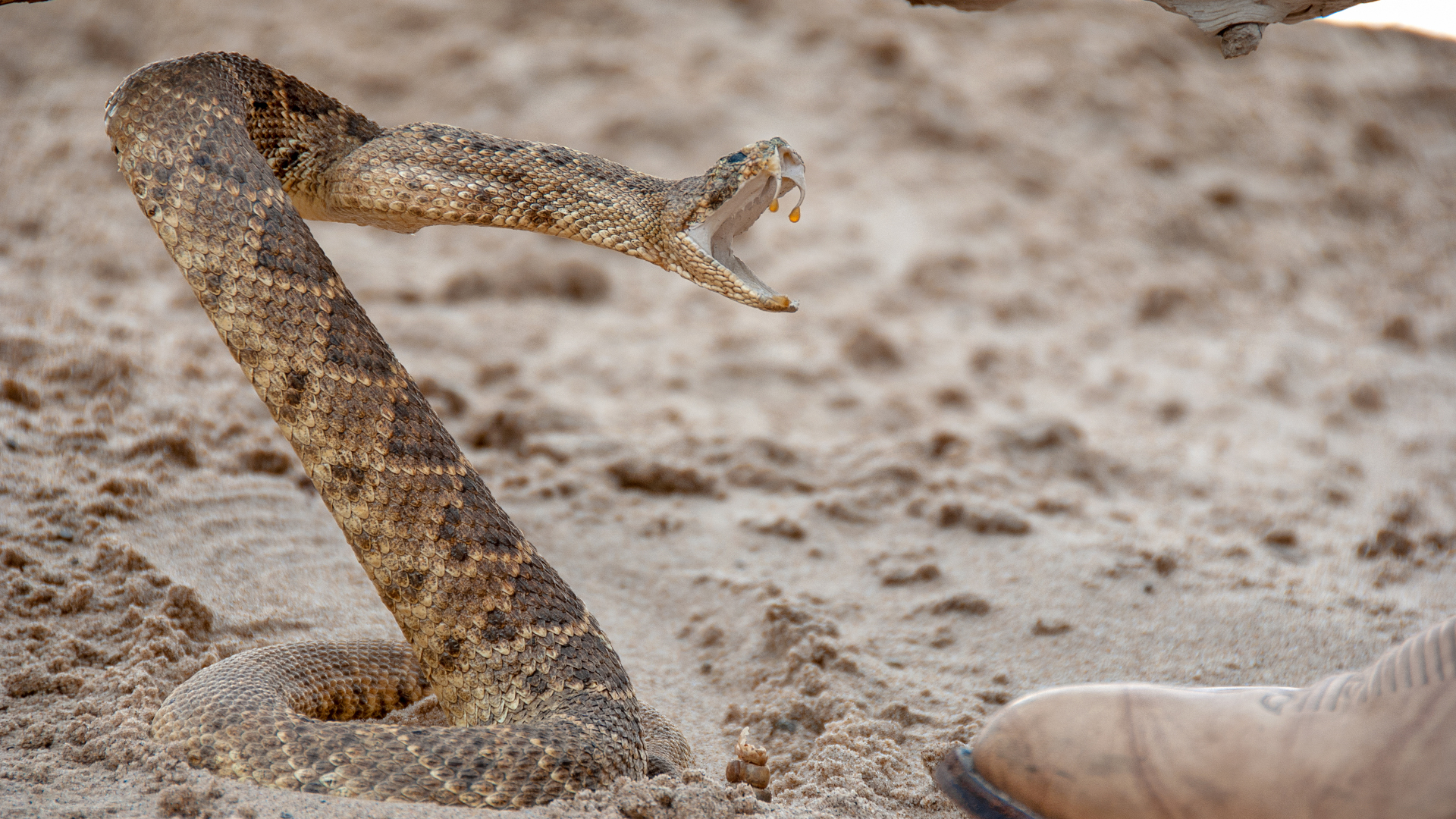 Una serpiente de cascabel en la arena por una bota de cuero