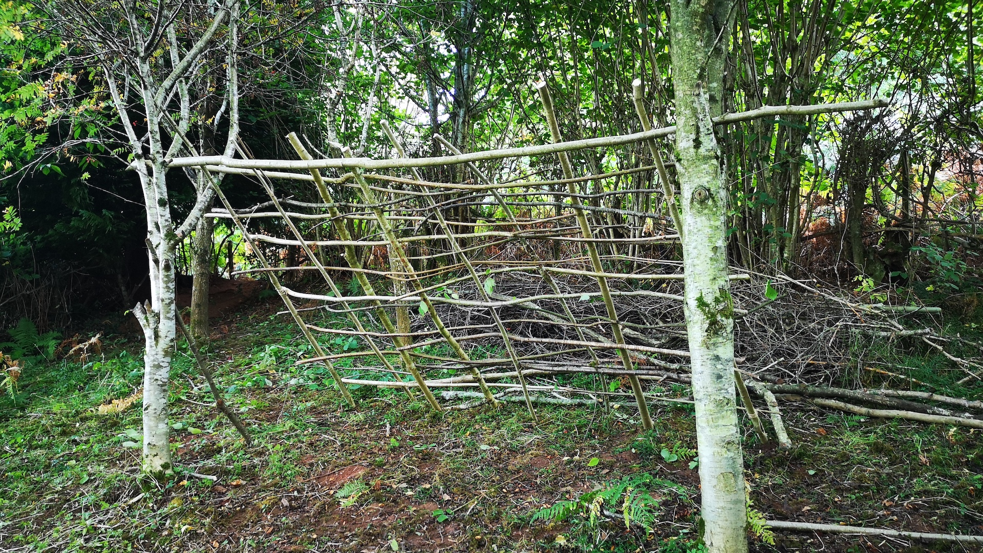 Tejiendo ramas como parte de la construcción de un refugio a partir de recursos naturales