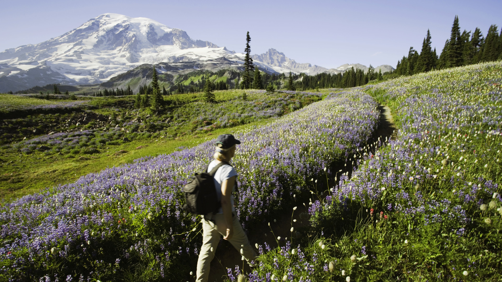 Un hombre caminando entre flores silvestres en el Parque Nacional Monte Rainier