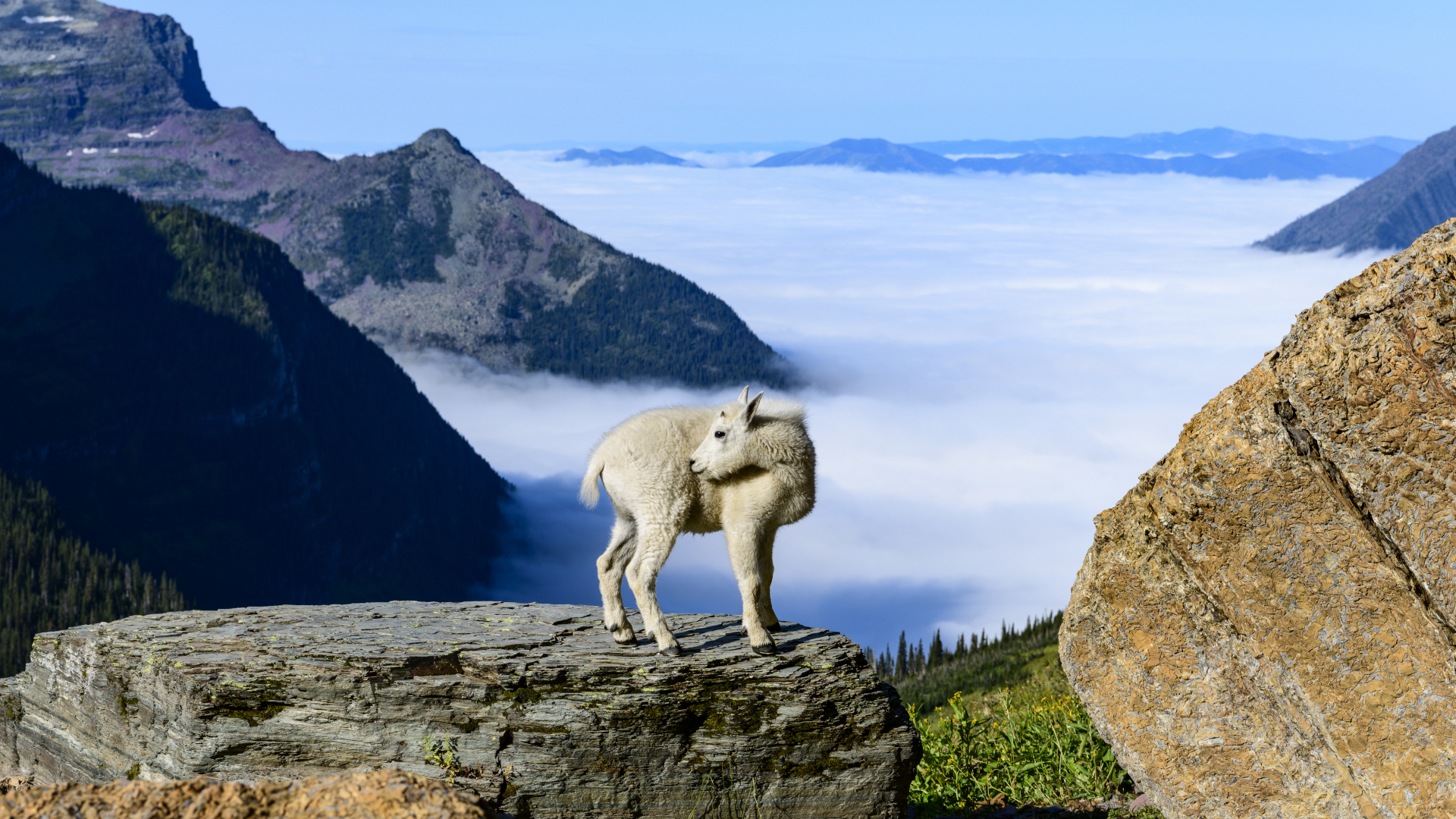 Una cabra montés se alza sobre una roca con montañas cubiertas de nubes en el fondo