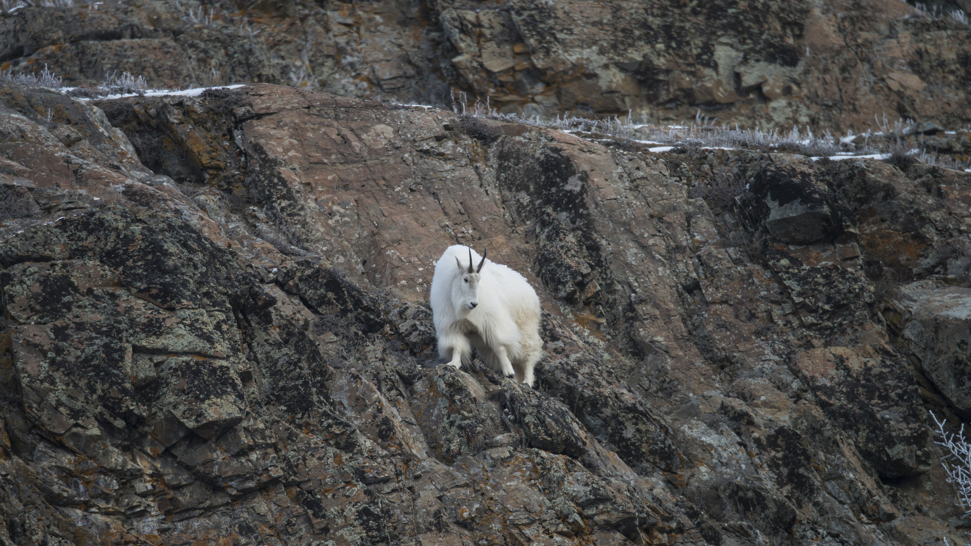 Una cabra montés en un acantilado rocoso