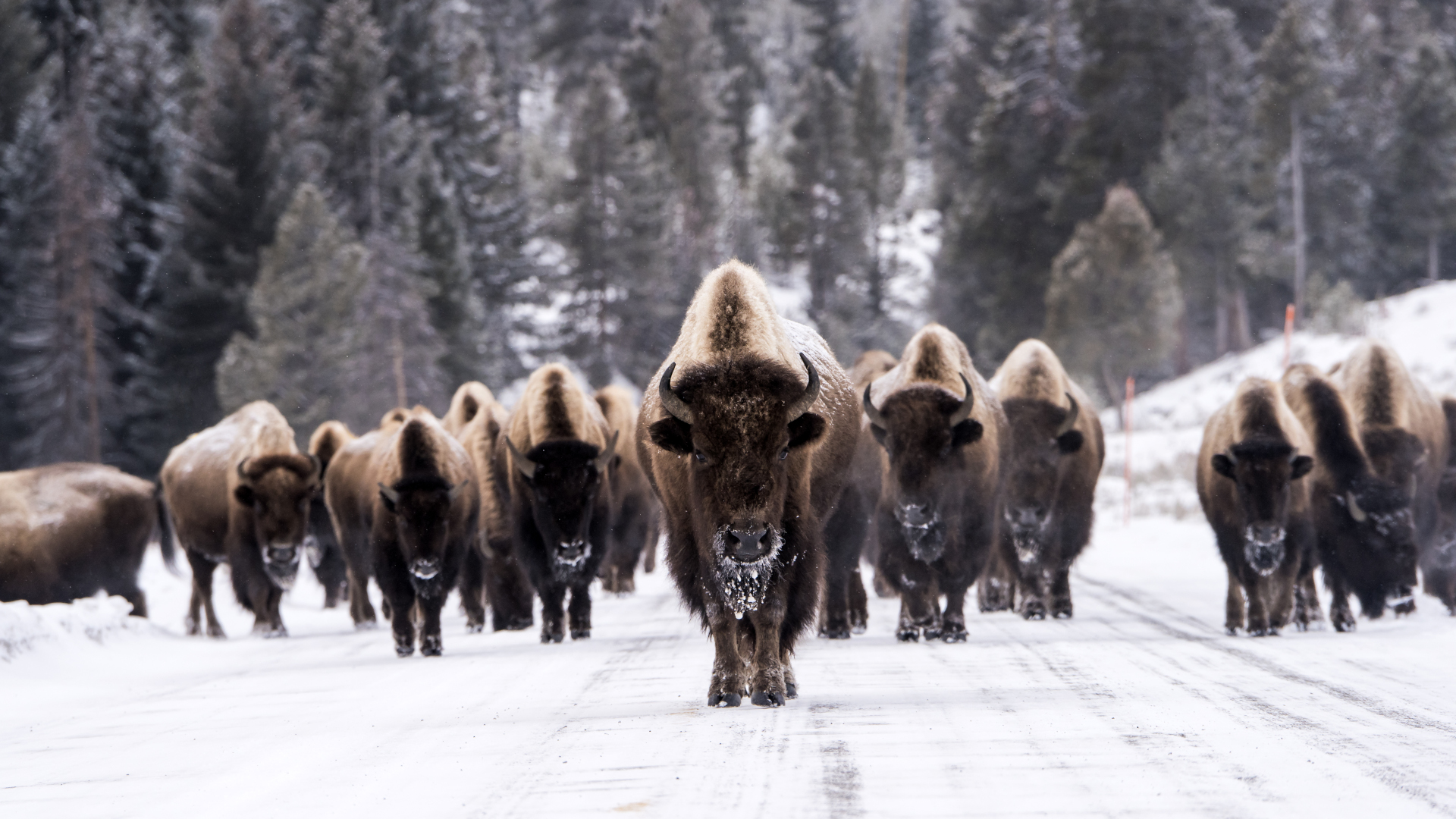 Una manada de bisontes en Yellowstone