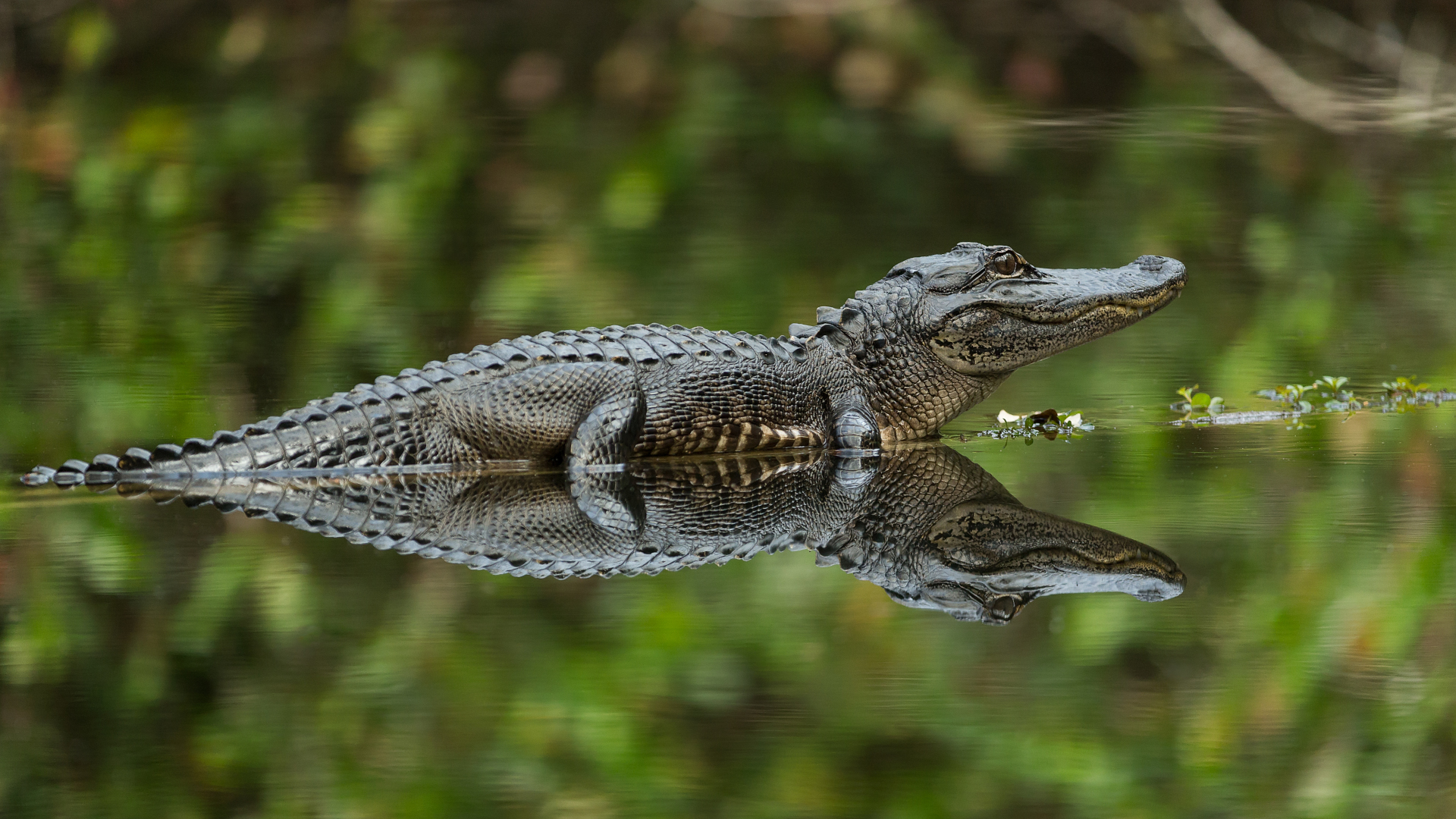 Un caimán en un tronco con un reflejo perfecto