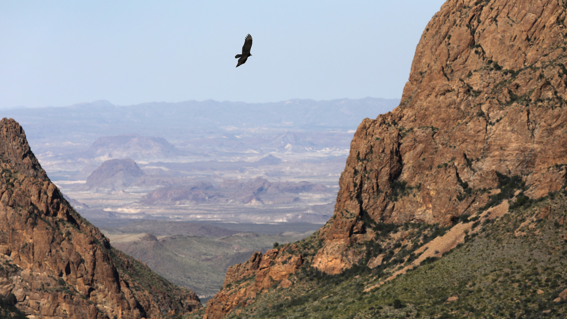 Un halcón sobrevuela la cuenca de Chisos