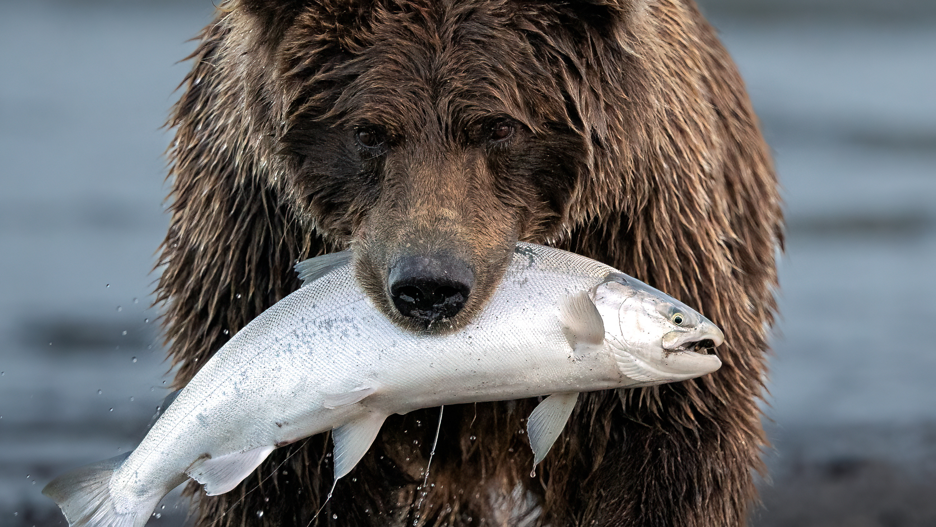 oso pardo cazando salmón plateado en el lago Clark