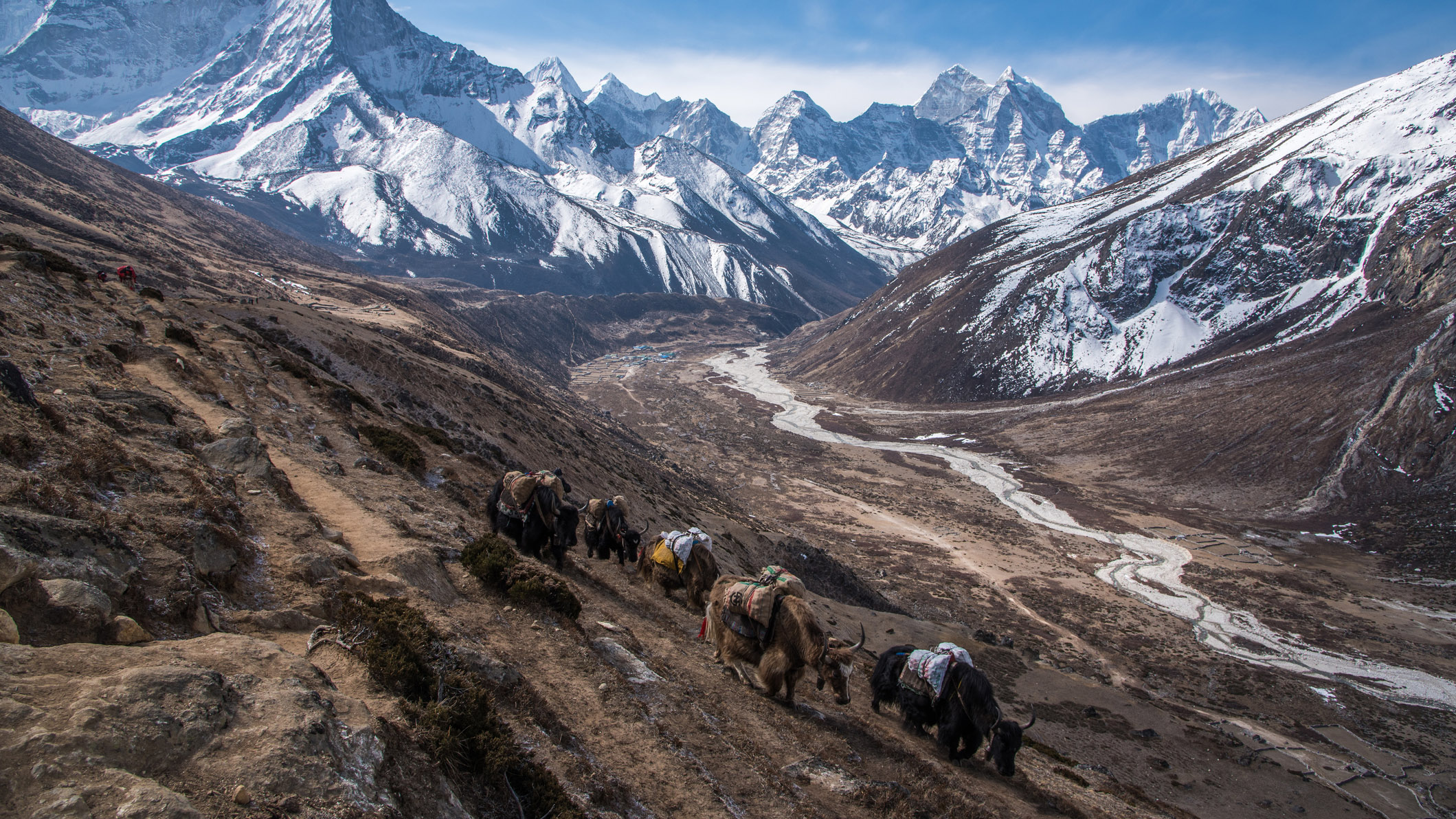 qué es mochilero: yaks cargando provisiones en el Himalaya