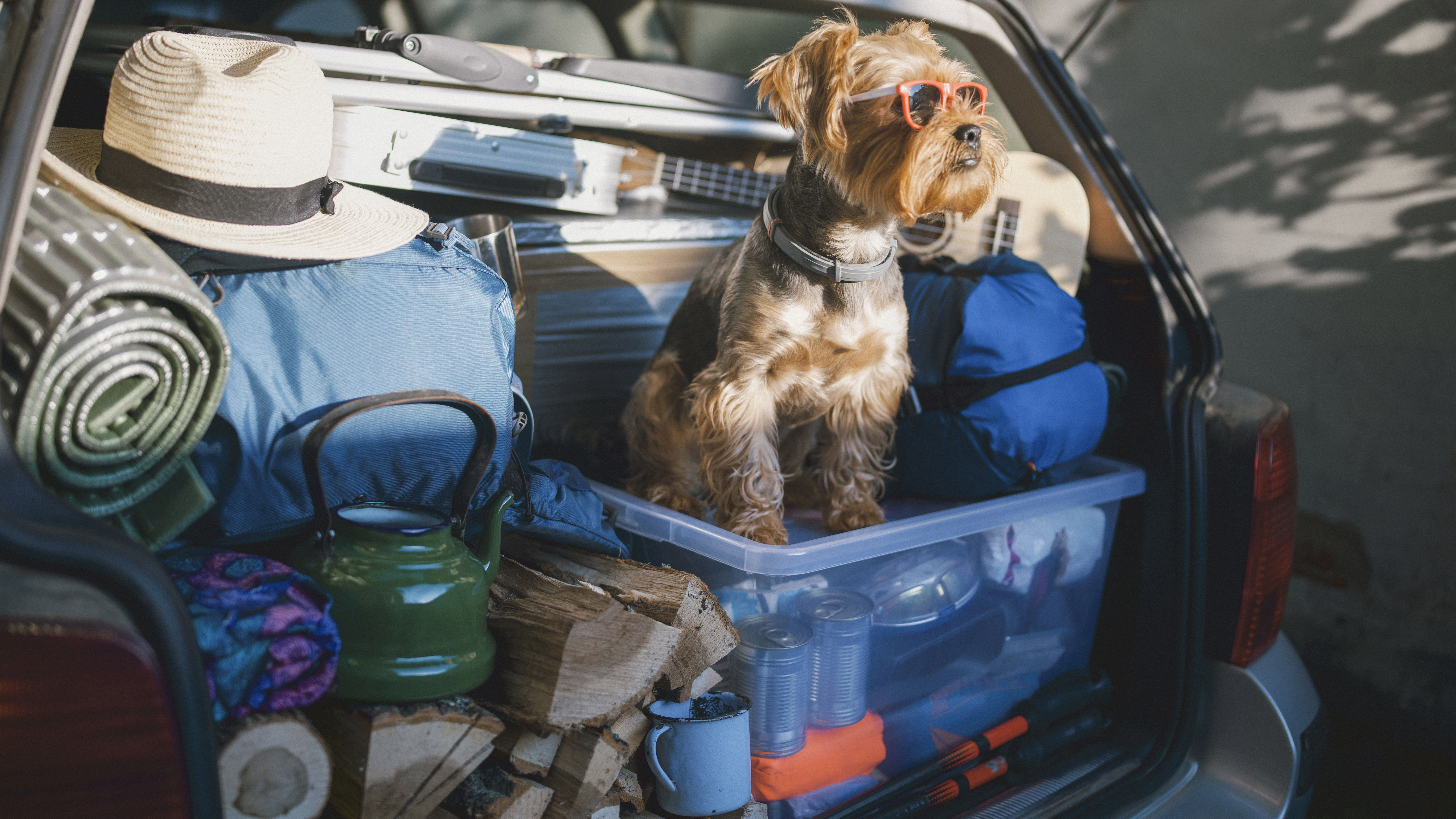 qué es glamping: maletero con perro