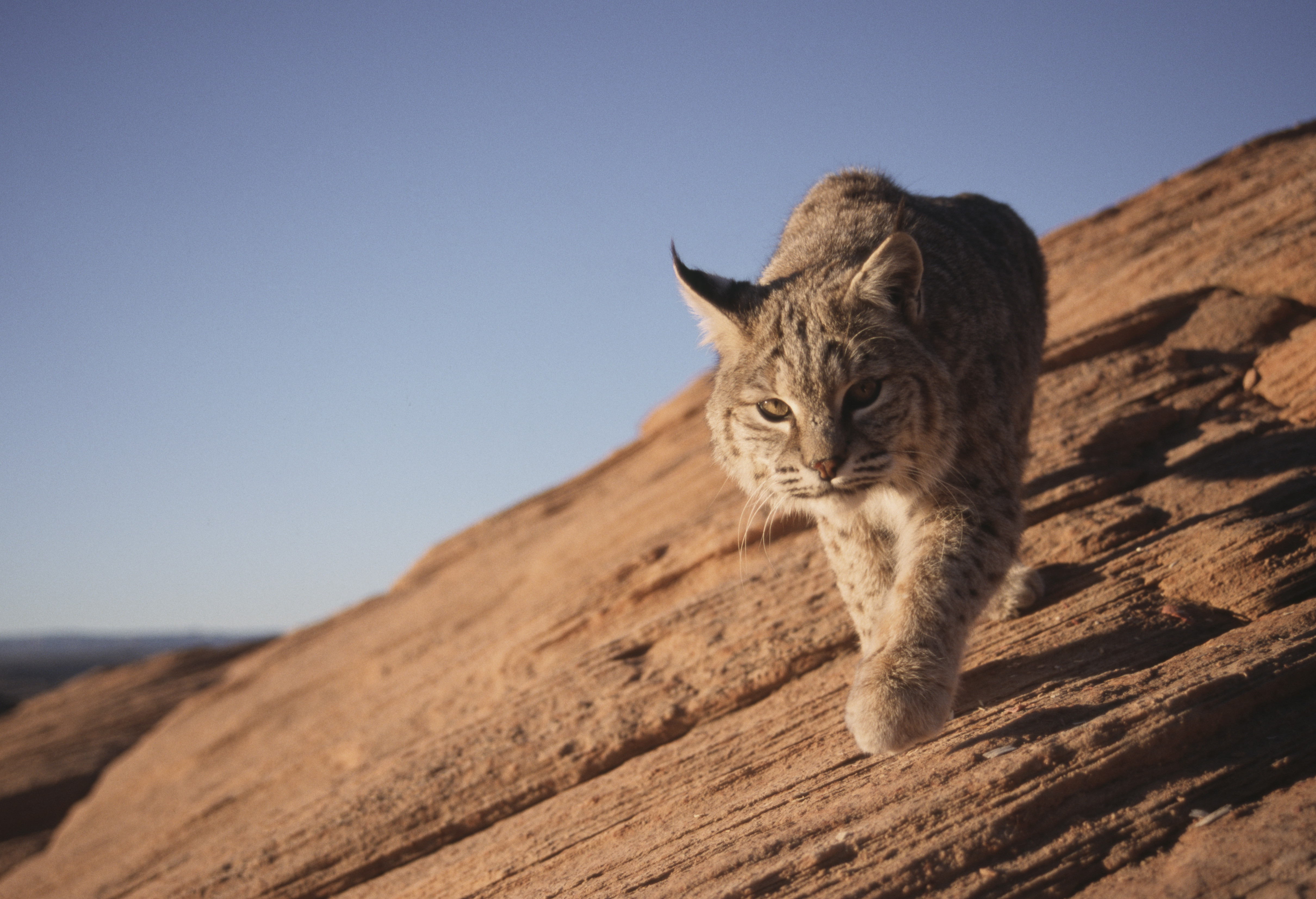 Un gato montés caminando por el desierto slickrock