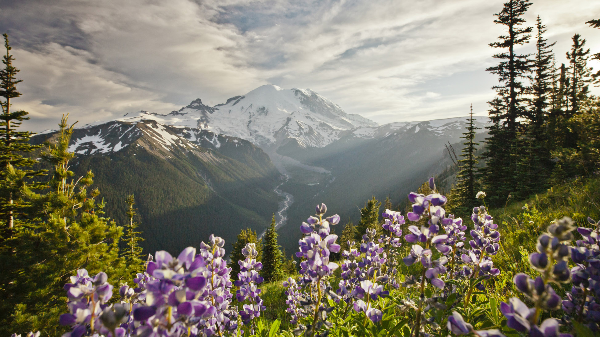 Quién fue John Muir: Monte Rainier