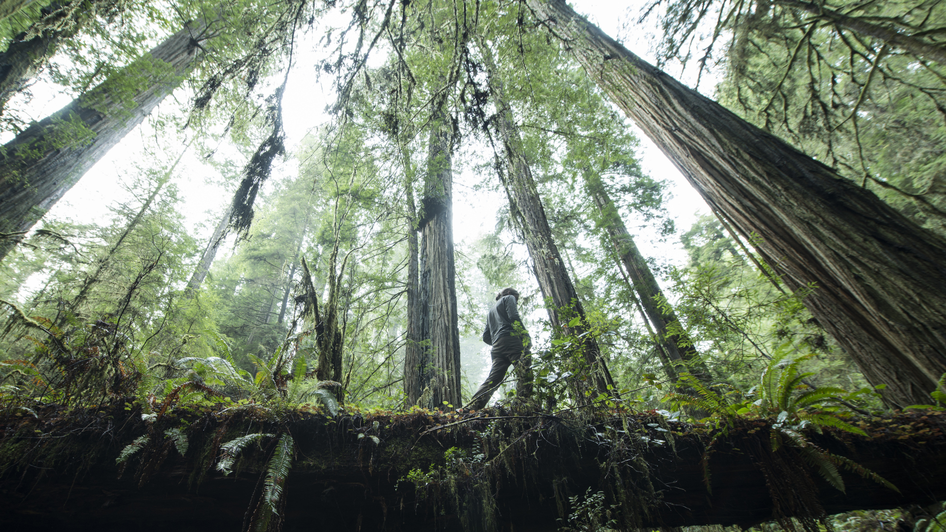 Un excursionista camina sobre un árbol caído en el parque nacional Redwood
