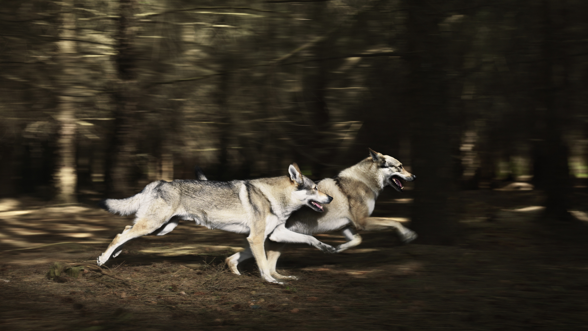 Dos lobos corriendo en un bosque