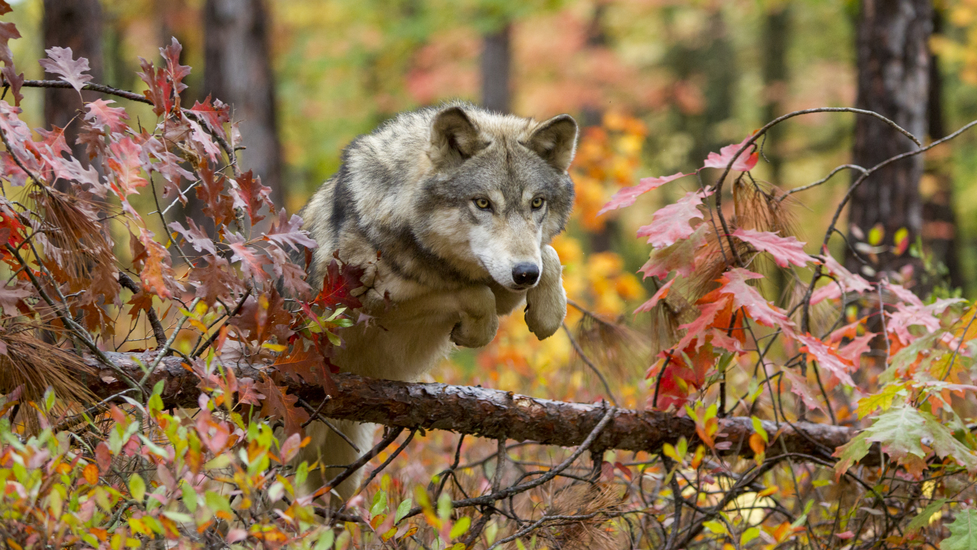 Un lobo saltando sobre un árbol caído en otoño