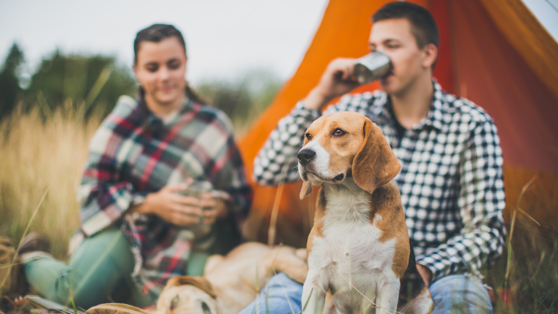Perros felices y sus compañeros en un campamento en el bosque