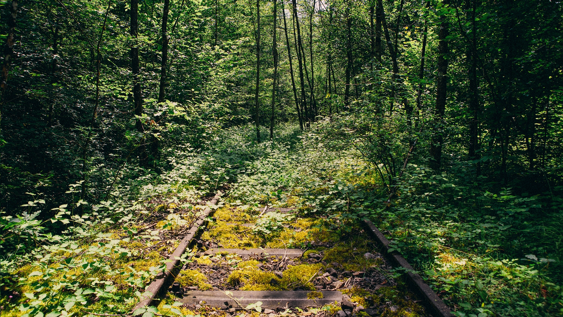 vías férreas cubiertas de vegetación a través de un bosque denso