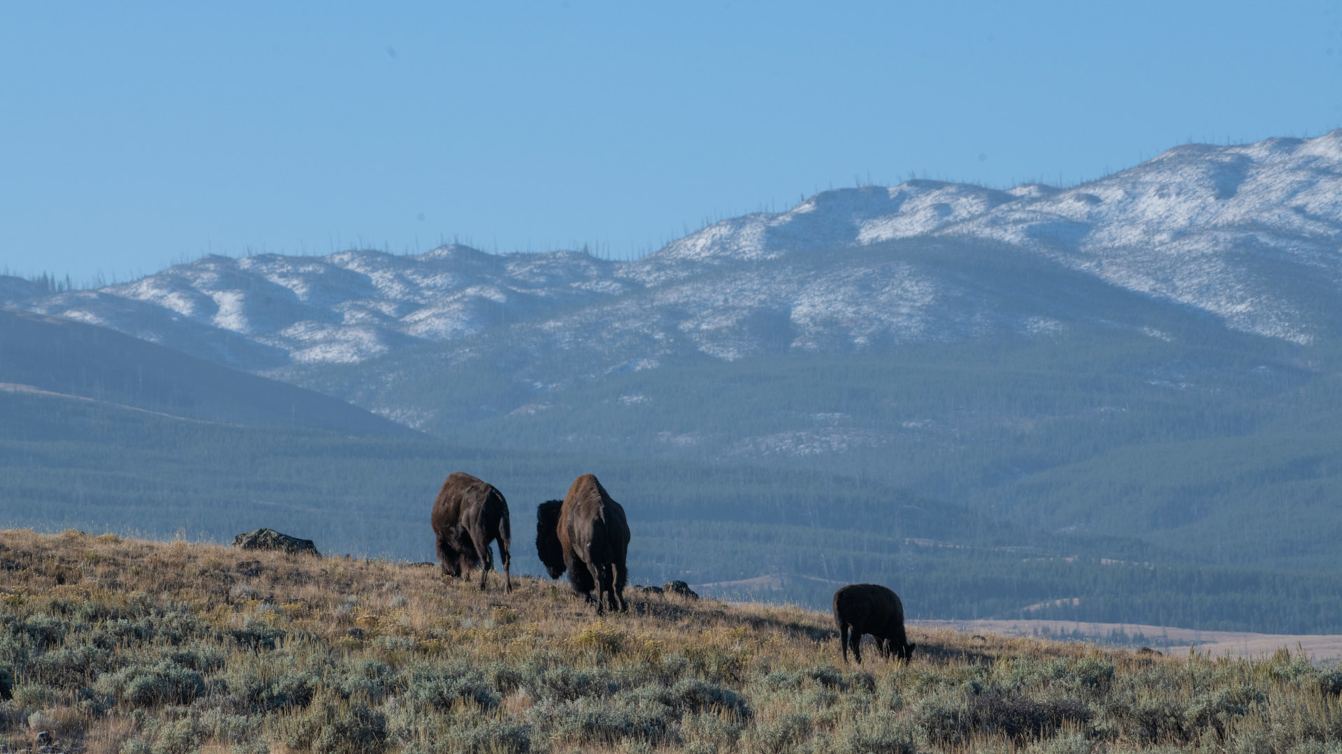 Bisonte pastando en Yellowstone