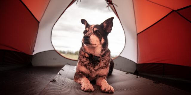 Acampar con perros: consejos y trucos para pernoctaciones caninas