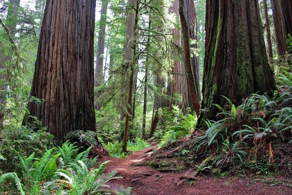 Las mejores caminatas en el Parque Nacional Redwood: desde árboles altos hasta costas estienda de campañadas