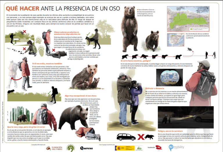 Qué hacer si te encuentras con un oso: una guía para la seguridad de la vida silvestre