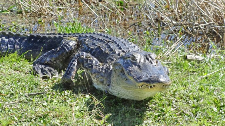 Qué hacer si ves un caimán en Florida€
€