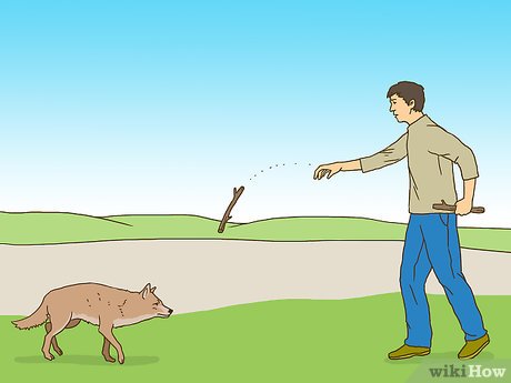 Qué hacer si ves un coyote mientras caminas