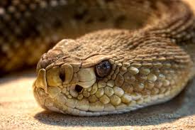 Qué hacer si ves una serpiente en un sendero: consejos de expertos€
€