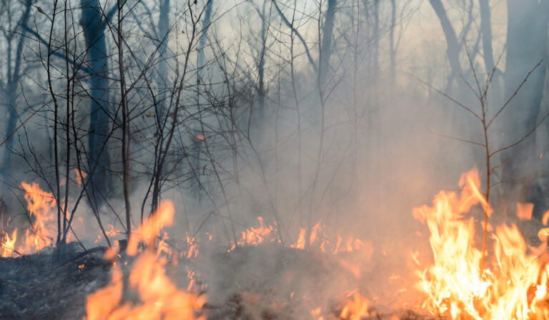 Seguridad contra incendios forestales: cómo prevenir y mantenerse a salvo de incendios forestales