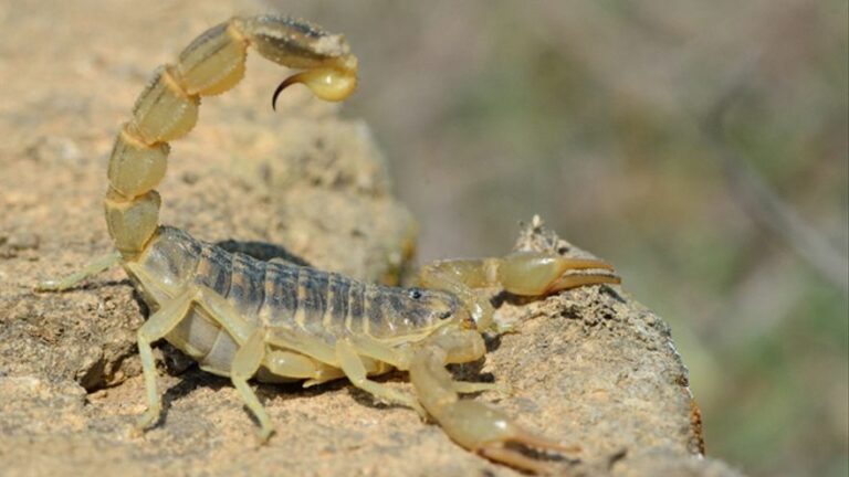 ¿Son peligrosos los escorpiones?  ¿Y qué hacer si ves uno en una caminata?€
€